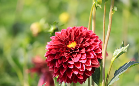 Large dahlia flower. autumn time