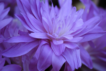 Delicate chrysanthemum in the gardenの写真素材