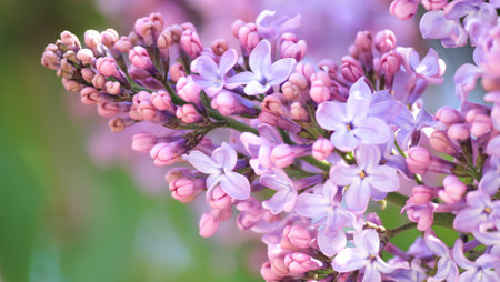 Tender lilac on a spring sunny day.の写真素材