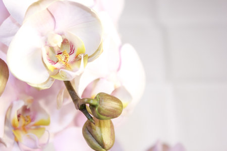 Flowering tender orchids. Phalaenopsis flowers.の写真素材