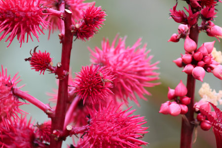 The thistle is red. macro view.の写真素材
