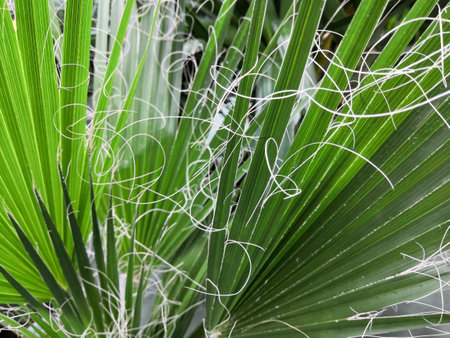 palm tree cultivation. Species of plant - Washingtonia. macro view.の写真素材
