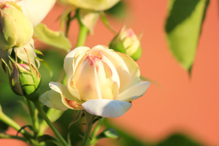 Beautiful roses in the garden. summer day. Lush bright buds.の写真素材