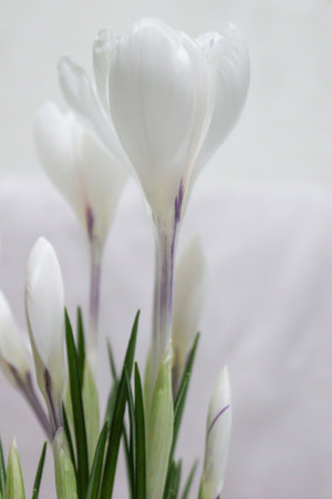 white crocuses. early spring flowers. macro view.
