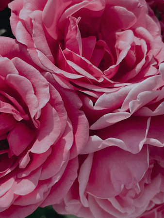 Garden flowering roses in a vintage style. Summer 2023