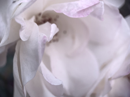 Garden flowering roses in a vintage style. Summer 2023の写真素材