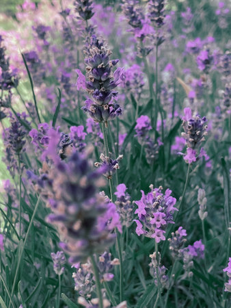 Blooming lavender bush with a bee, summer 2023