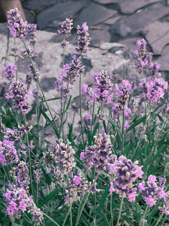 Blooming lavender bush with a bee, summer 2023