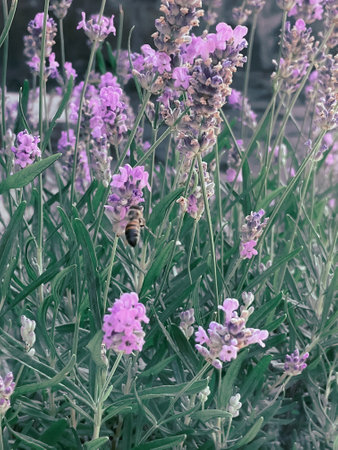 Blooming lavender bush with bee collecting pollenの写真素材