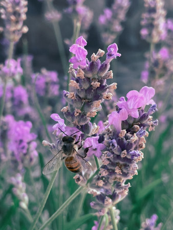 Blooming lavender bush with bee collecting pollenの写真素材