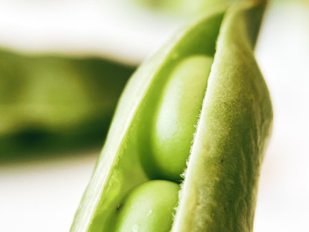 Harvest organic vegetables green peas.