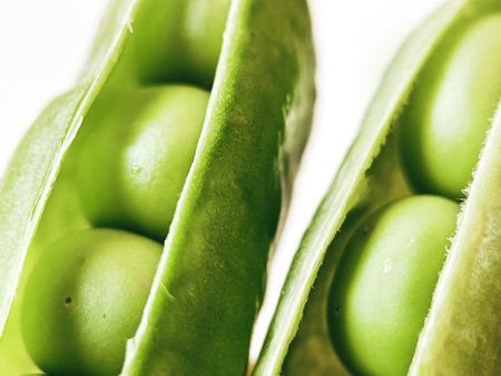 Harvest organic vegetables green peas.の写真素材