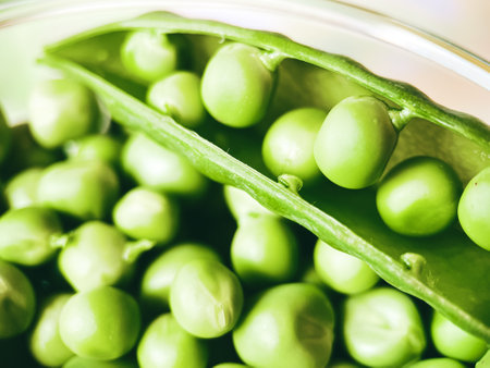 Harvest organic vegetables green peas.の写真素材