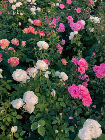 Rose flowers in the gardenの写真素材