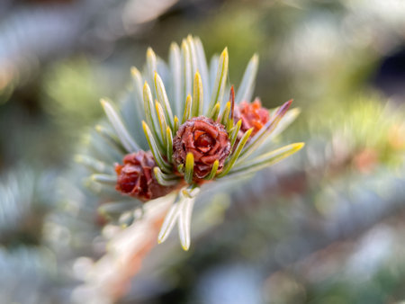 Close up of coniferous tree, needles of evergreen plantの写真素材