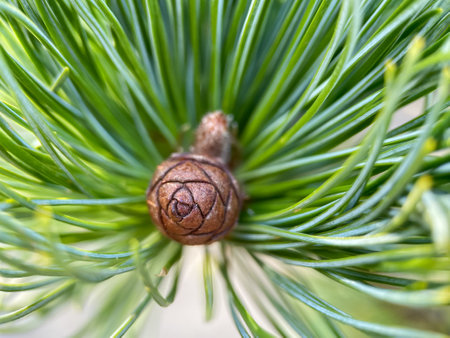 Close up of coniferous tree, needles of evergreen plant