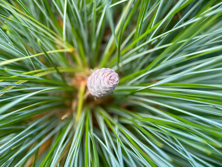 Close up of coniferous tree, needles of evergreen plant