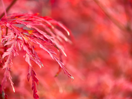 Autumn nature vibe. Colorful leaves in the wind.の写真素材