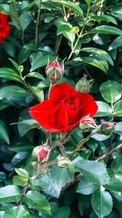 red garden roses, summer ecthetics of aromatic bloom