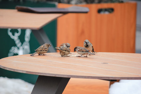 Sparrows on a table in a cafe in winter