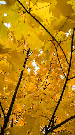 Bright yellow maple leaves backlit by the sun. Low angle view of vibrant autumn foliage
