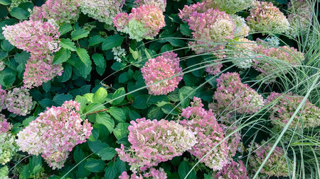 Lush pink and white hydrangeas bloom beside vibrant variegated ornamental grass in a sunny garden