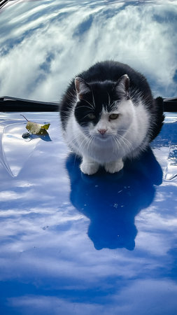 Cute black and white cat sitting on a bright blue car hood with sky reflectionの写真素材