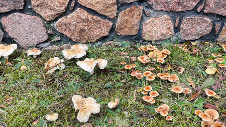 Wild mushrooms growing in grass at the base of a rustic pink granite stone wall. Autumn fungiの写真素材
