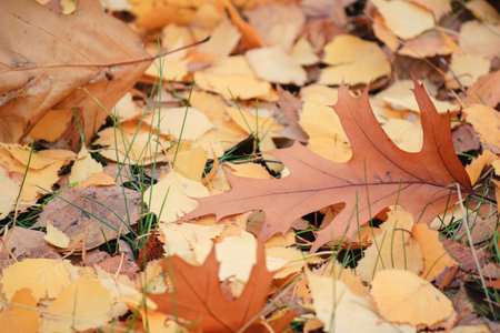 Close-up of fallen oak and birch leaves scattered on green grass, showcasing the rich colors of...