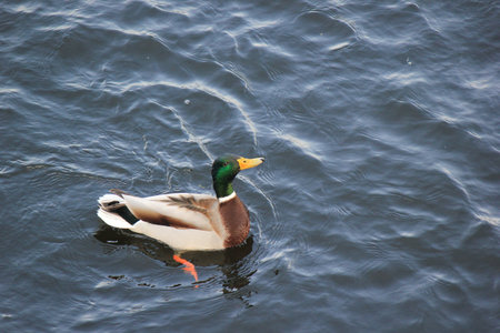 A flock of Mallard ducks swimming and creating ripples on the dark blue water surface, high angle viewの写真素材