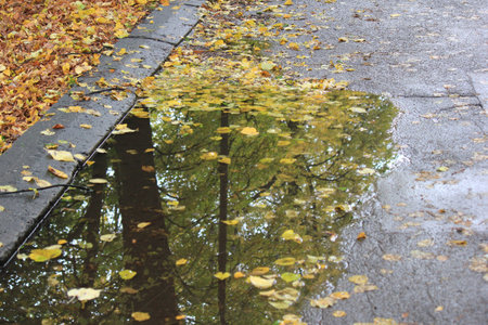 Yellow autumn leaf floating on water with ripples and soft reflection. Fall season background.の写真素材