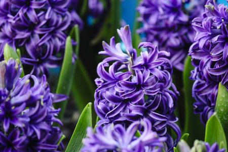 Close-up of vibrant purple hyacinth flowers in full bloom with bright green leaves. Spring floral...