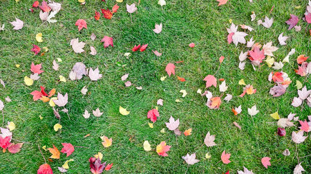 Autumn leaves scattered on bright green grass around a thick tree trunk in a parkの写真素材
