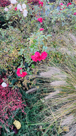 Vibrant autumn garden with pink roses, soft ornamental grass, and mixed perennial foliageの写真素材
