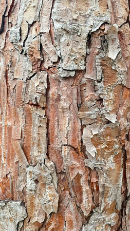 Detailed full-frame close-up of rough, textured tree bark in shades of brown and gray, with cracks