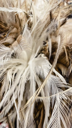 Natural soft bird feathers texture background with brown and white fluffy plumage detail close upの写真素材