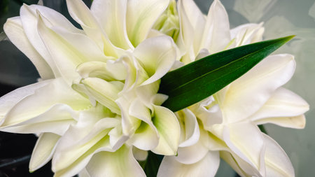 Close up of lush, white double lily petals with a striking dark green leaf for an elegant, pristine floral backgroundの写真素材