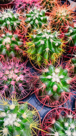 Top view of small green cacti with bright, vibrant pink, red, and yellow painted spinesの写真素材
