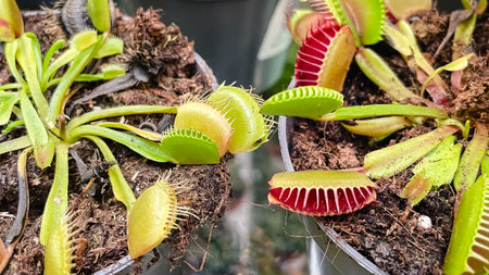 Vibrant Venus Flytrap (Dionaea muscipula) showing open and closed traps with distinctive red and...