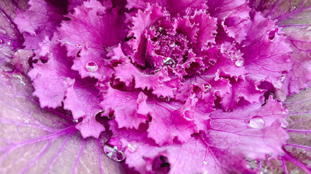 Vibrant purple ornamental kale with large water droplets on the beautiful ruffled leaves