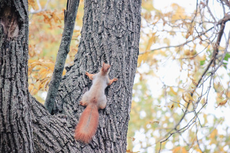 A small red-tailed squirrel is climbing up a thick textured tree trunk in an autumn parkの写真素材