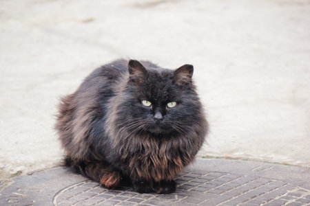 A fluffy black stray cat with striking green eyes is sitting on a metal manhole cover outdoorsの写真素材