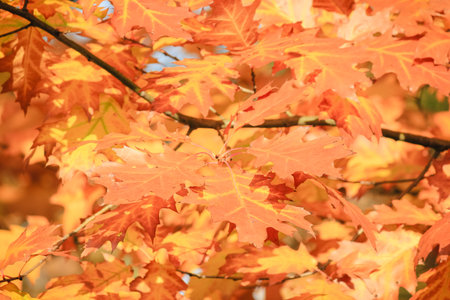 Bright red and orange oak leaves on a branch bathed in warm sunlight during the autumn season
