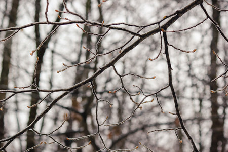 Closeup of thin tree branches covered in thick ice glaze after a severe winter freezing rain stormの写真素材