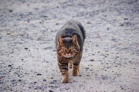 A confident brown tabby cat walking directly towards the camera on a gravel road in daylightの写真素材