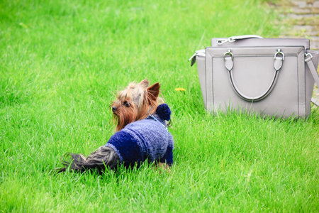Cute Yorkshire Terrier in a blue knitted sweater standing on green grass next to a stylish handbagの写真素材
