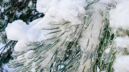 Macro shot of green pine needles covered with sparkling ice and a layer of fresh white snow in...