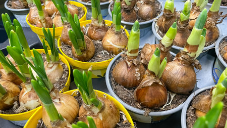Spring flower bulbs with green sprouts growing in yellow and gray pots at a garden nursery shop.
