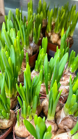 Many young green flower sprouts growing from bulbs in brown pots at a garden nursery or plant shop.