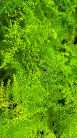 Detailed macro texture of vibrant green Asparagus fern leaves in a lush and soft natural background.の写真素材